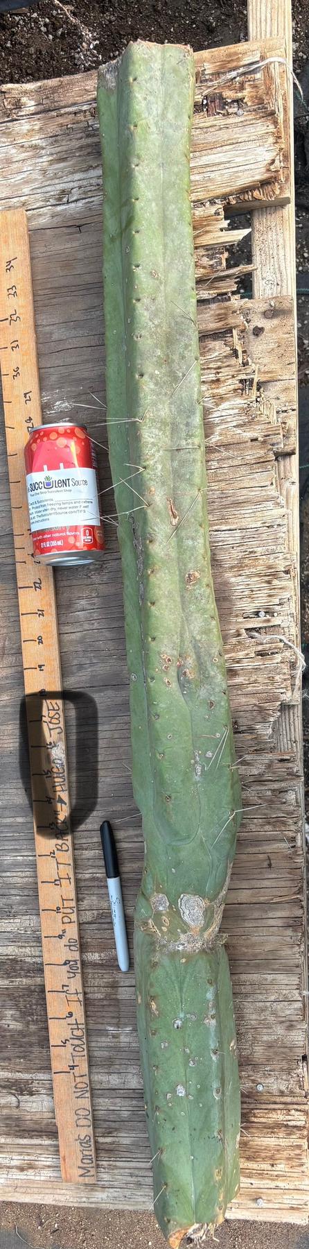 #EC147 EXACT Trichocereus Bridgesii Jiimz Twin Spinez LONG Cactus Cuttings-Cactus - Large - Exact-The Succulent Source