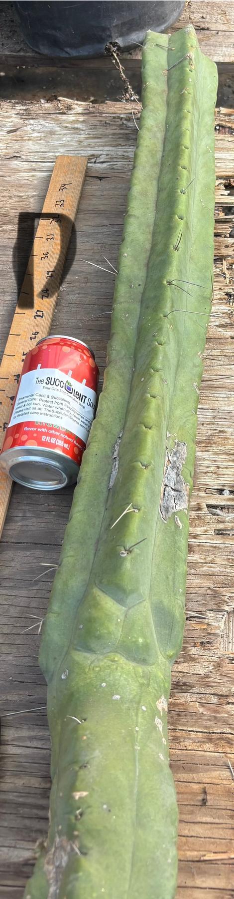 #EC147 EXACT Trichocereus Bridgesii Jiimz Twin Spinez LONG Cactus Cuttings-Cactus - Large - Exact-The Succulent Source
