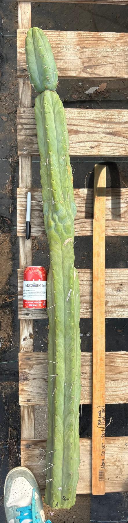 #EC147 EXACT Trichocereus Bridgesii Jiimz Twin Spinez LONG Cactus Cuttings-Cactus - Large - Exact-The Succulent Source