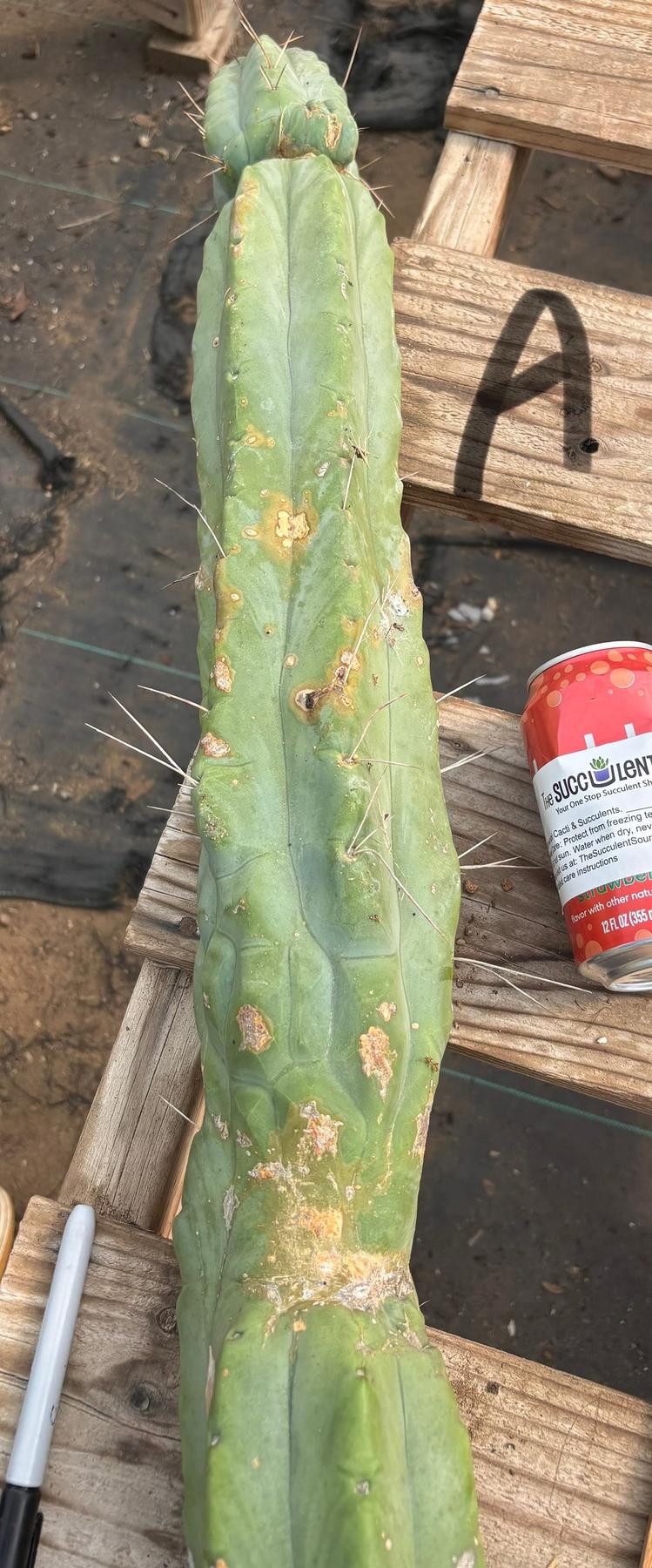 #EC147 EXACT Trichocereus Bridgesii Jiimz Twin Spinez LONG Cactus Cuttings-Cactus - Large - Exact-The Succulent Source