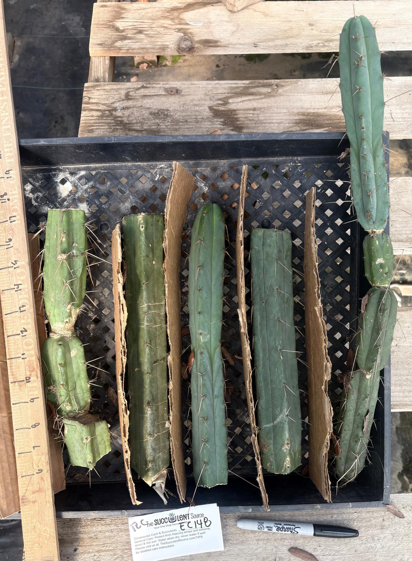 #EC148 EXACT Trichocereus Bridgesii Jiimz Cactus Cutting TLC Bargain Lot-Cactus - Large - Exact-The Succulent Source