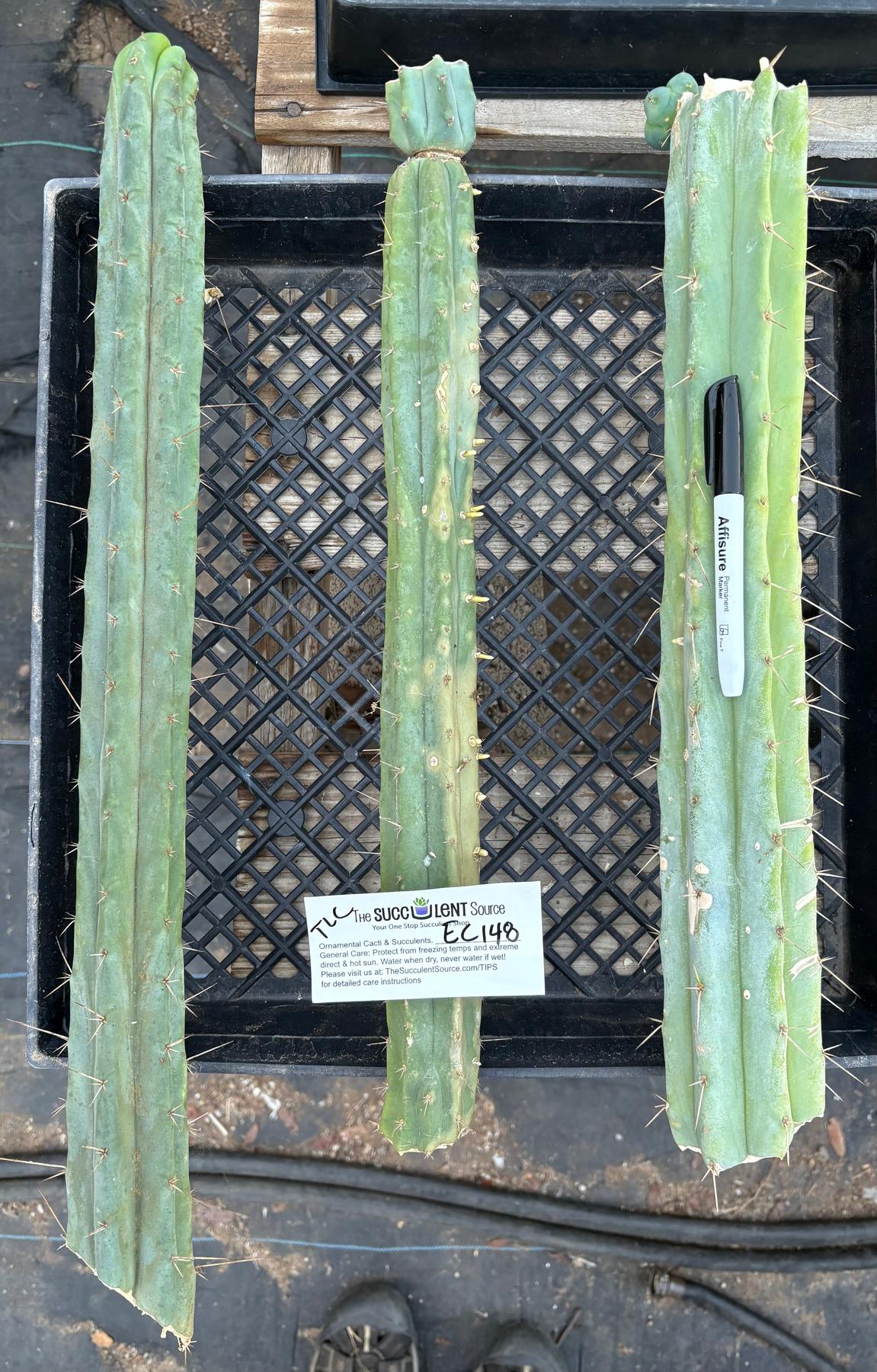 #EC148 EXACT Trichocereus Bridgesii Jiimz Cactus Cutting TLC Bargain Lot-Cactus - Large - Exact-The Succulent Source