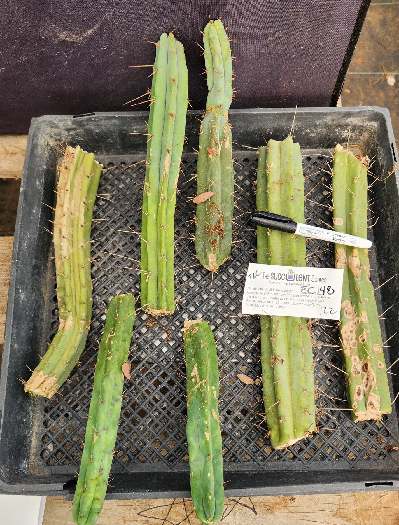 #EC148 EXACT Trichocereus Bridgesii Jiimz Cactus Cutting TLC Bargain Lot-Cactus - Large - Exact-The Succulent Source