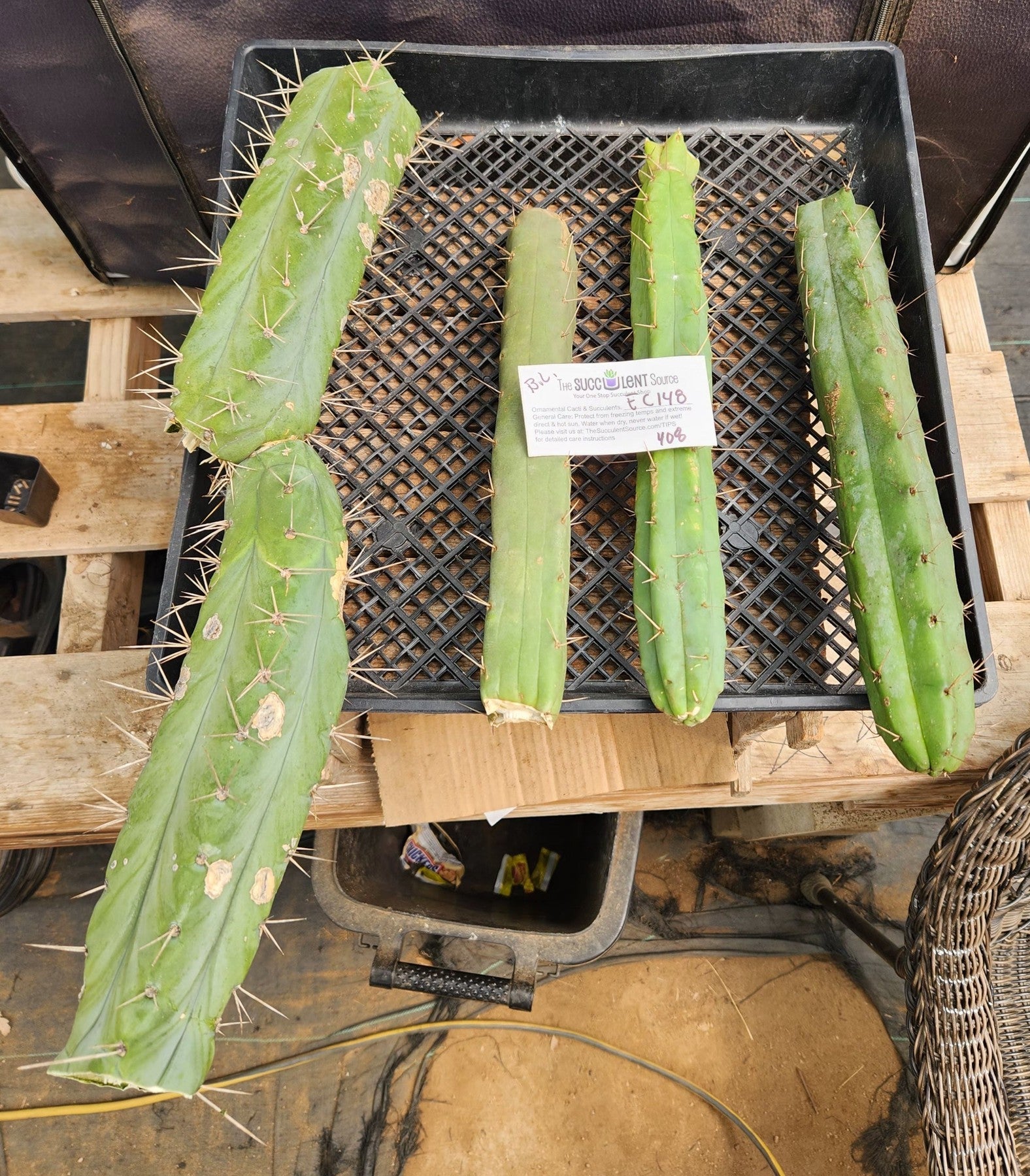 #EC148 EXACT Trichocereus Bridgesii Jiimz Cactus Cutting TLC Lot-Cactus - Large - Exact-The Succulent Source