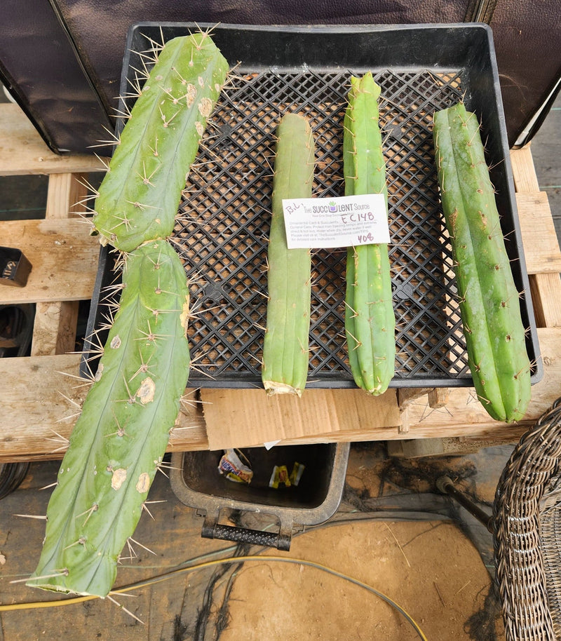 #EC148 EXACT Trichocereus Bridgesii Jiimz Cactus Cutting TLC Lot