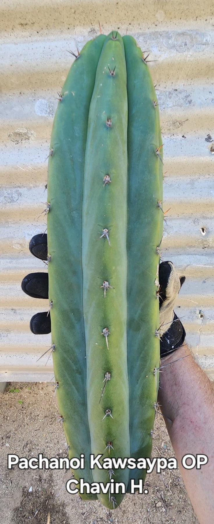 #EC149 EXACT Trichocereus Chavin Herbalist OP Cactus hybrid Cuttings-Cactus - Large - Exact-The Succulent Source
