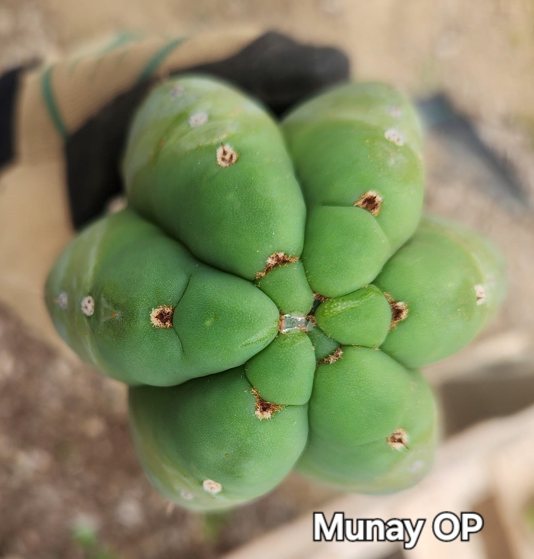 #EC149 EXACT Trichocereus Chavin Herbalist OP Cactus hybrid Cuttings-Cactus - Large - Exact-The Succulent Source