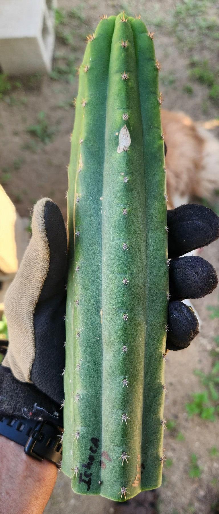 #EC149 EXACT Trichocereus Chavin Herbalist OP Cactus hybrid Cuttings-Cactus - Large - Exact-The Succulent Source