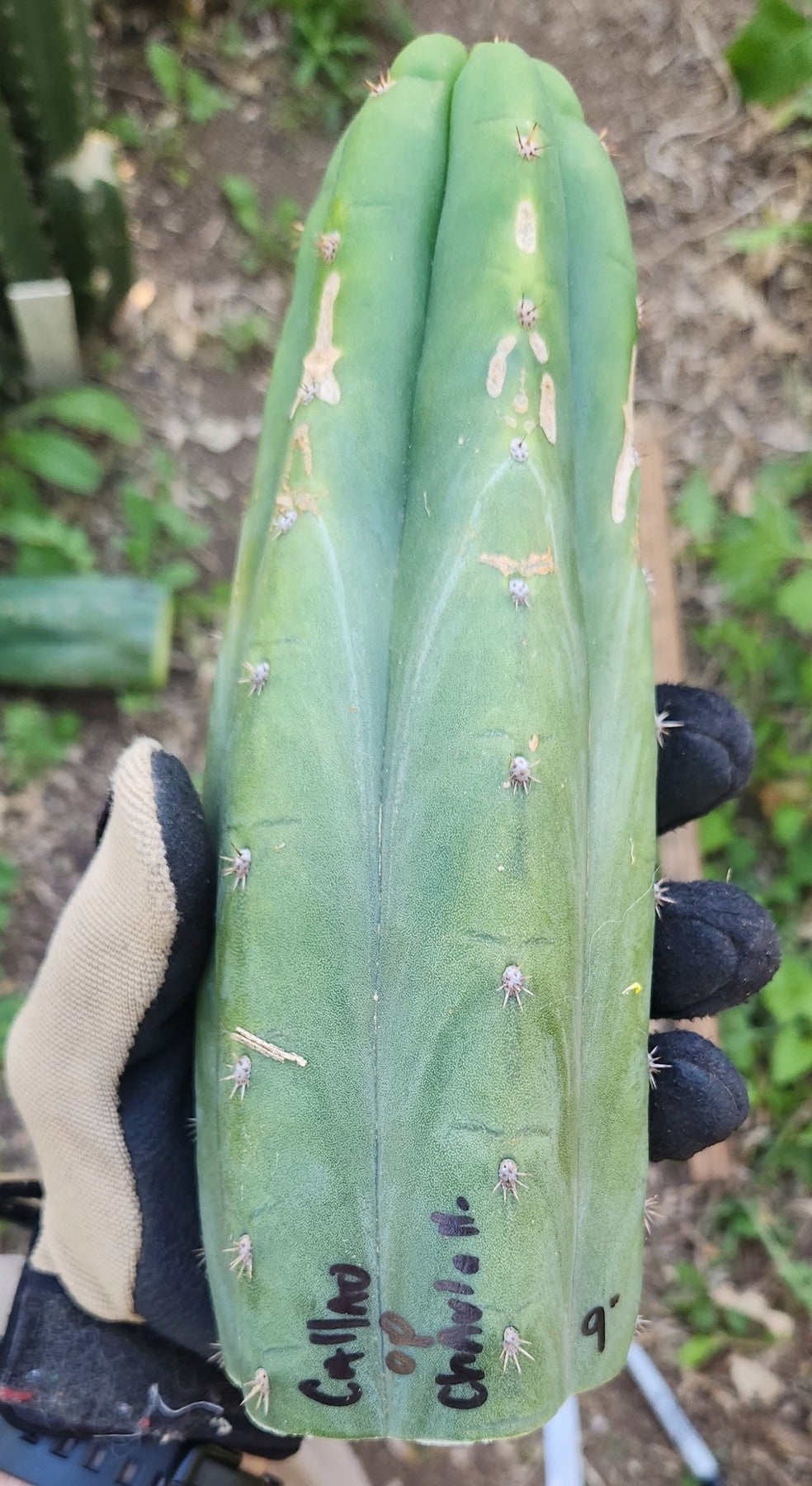 #EC149 EXACT Trichocereus Chavin Herbalist OP Cactus hybrid Cuttings-Cactus - Large - Exact-The Succulent Source