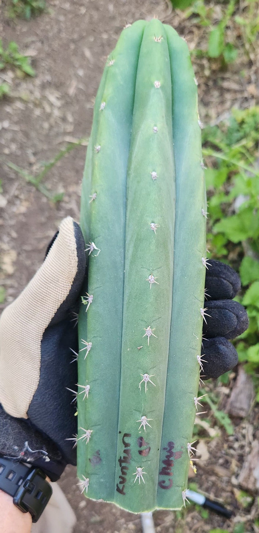 #EC149 EXACT Trichocereus Chavin Herbalist OP Cactus hybrid Cuttings-Cactus - Large - Exact-The Succulent Source