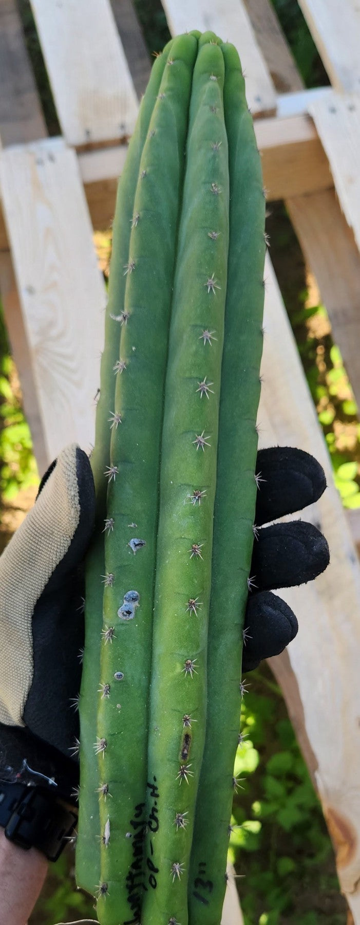 #EC149 EXACT Trichocereus Chavin Herbalist OP Cactus hybrid Cuttings-Cactus - Large - Exact-The Succulent Source