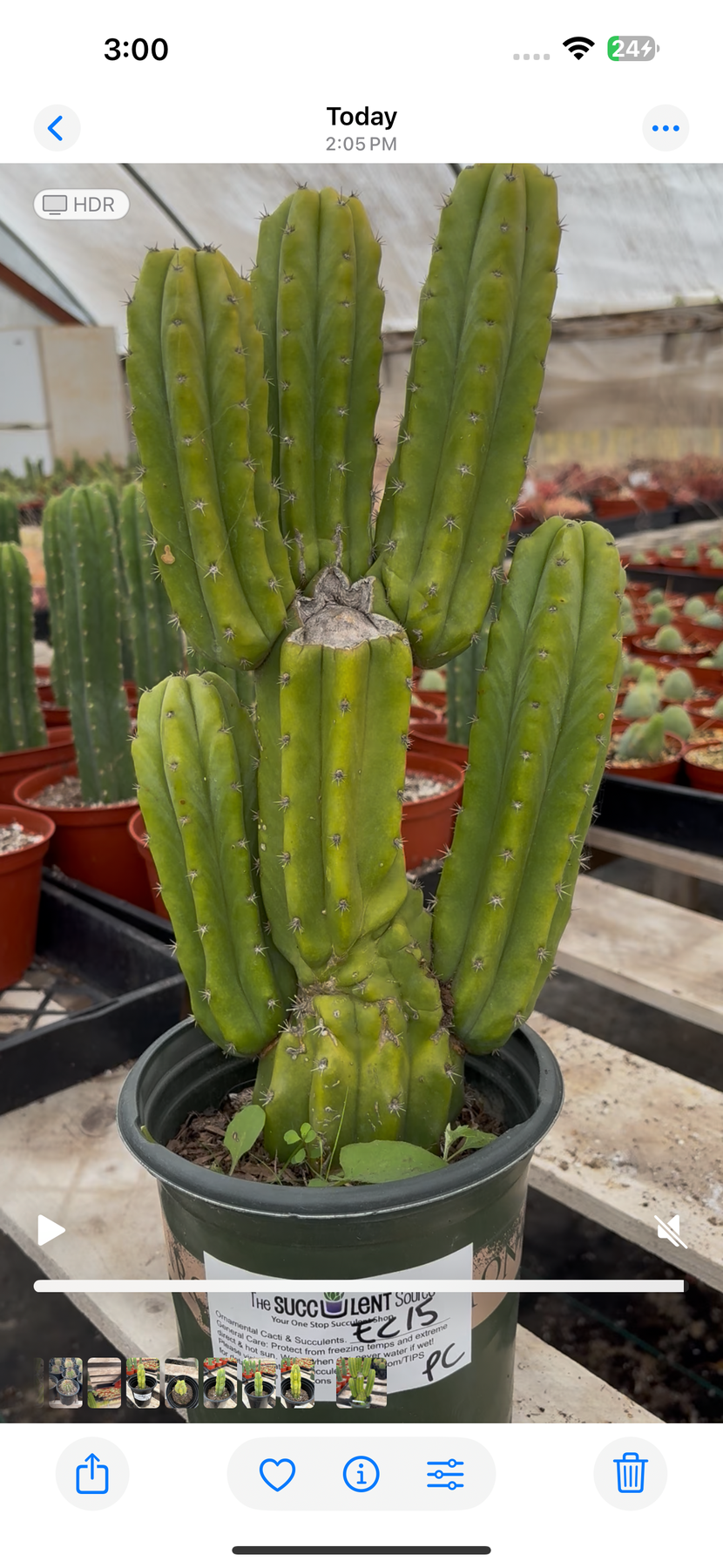 #EC15 EXACT Trichocereus Pachanoi PC Cactus-Cactus - Large - Exact-The Succulent Source