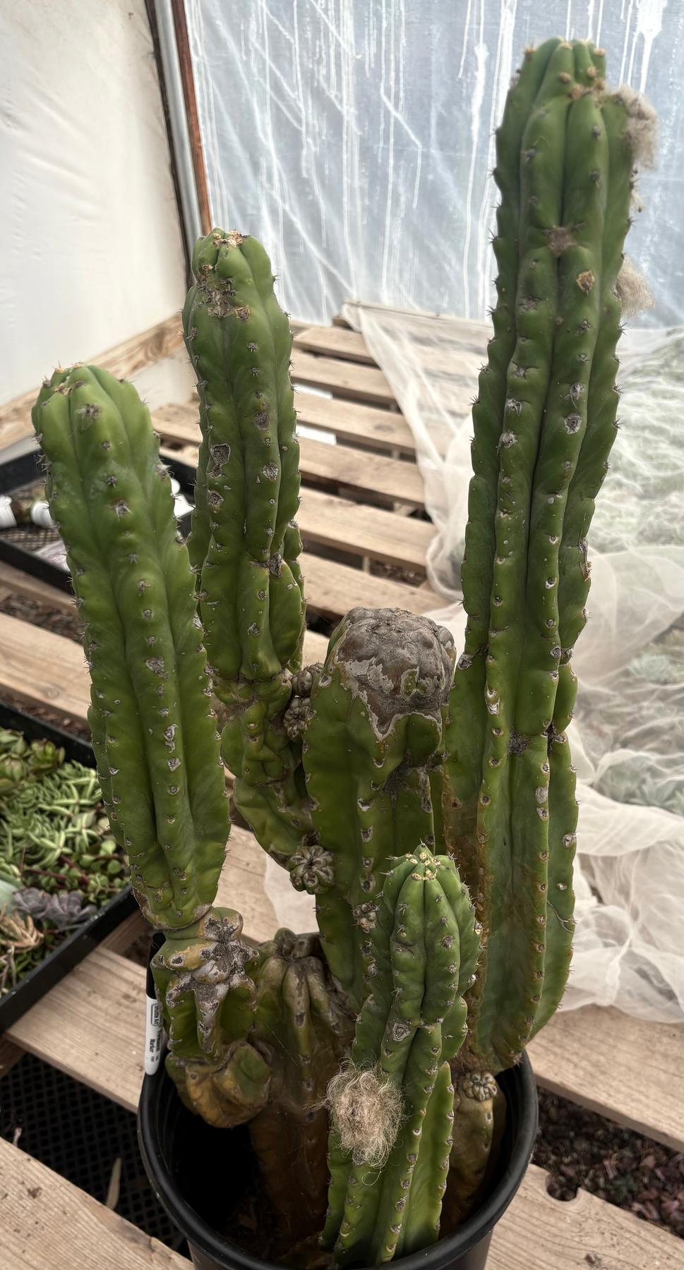 #EC15 EXACT Trichocereus Pachanoi PC Cactus Stand-Cactus - Large - Exact-The Succulent Source