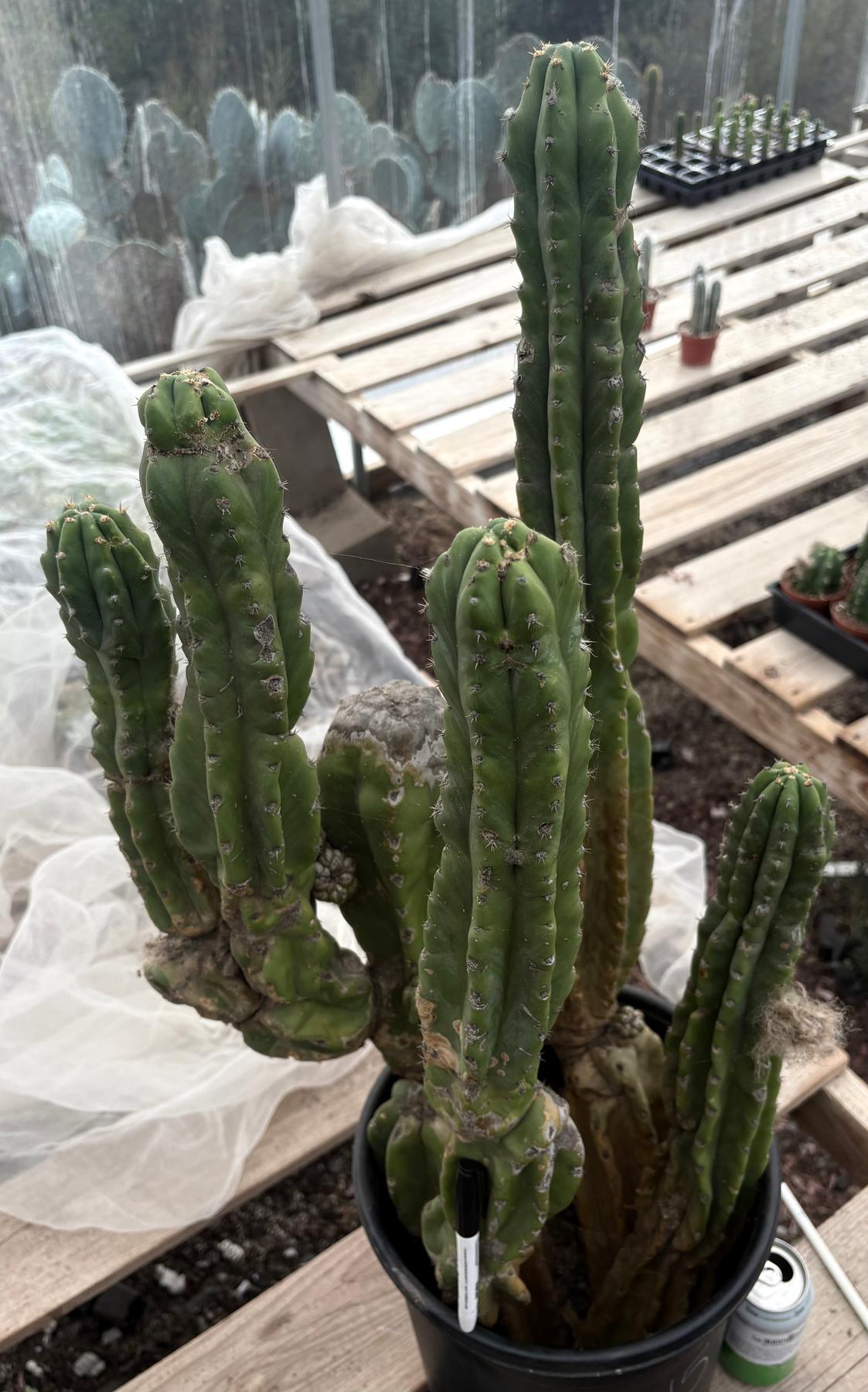 #EC15 EXACT Trichocereus Pachanoi PC Cactus Stand-Cactus - Large - Exact-The Succulent Source