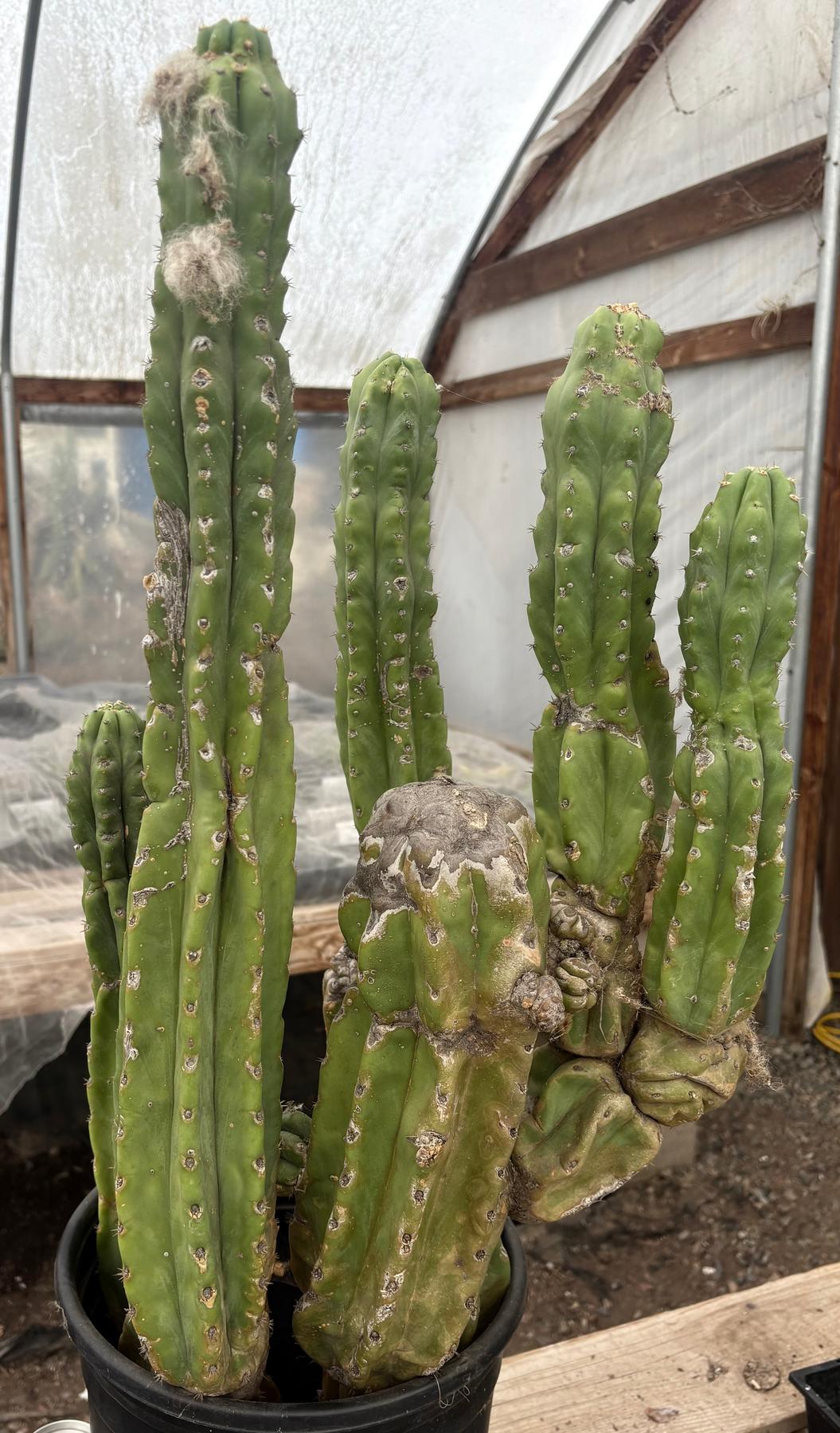 #EC15 EXACT Trichocereus Pachanoi PC Cactus Stand-Cactus - Large - Exact-The Succulent Source