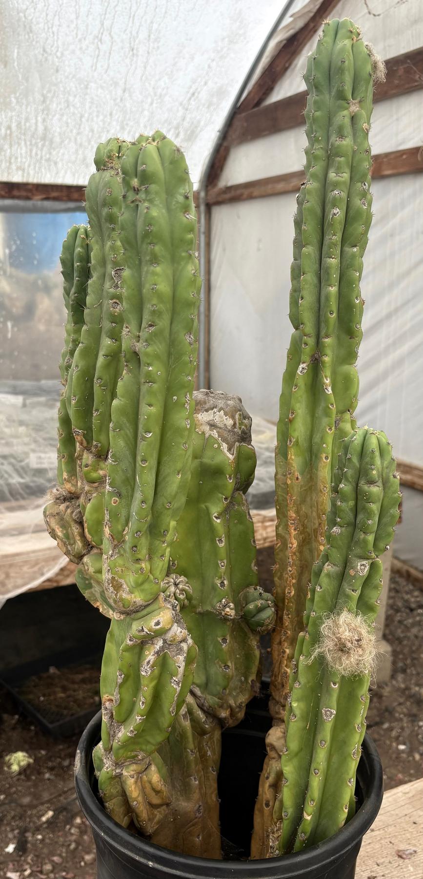 #EC15 EXACT Trichocereus Pachanoi PC Cactus Stand-Cactus - Large - Exact-The Succulent Source