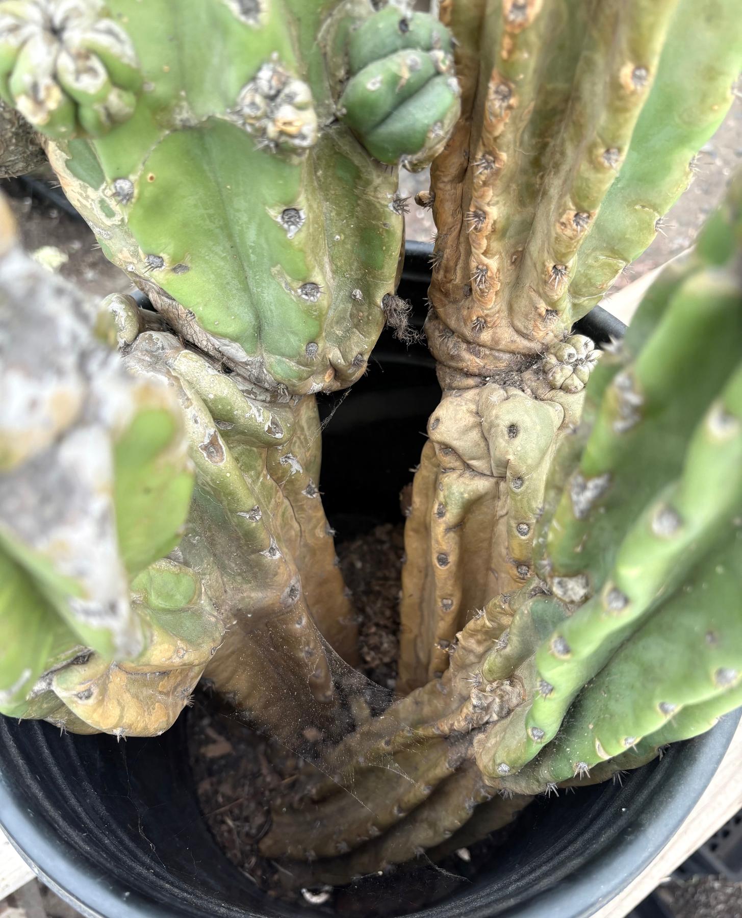 #EC15 EXACT Trichocereus Pachanoi PC Cactus Stand-Cactus - Large - Exact-The Succulent Source