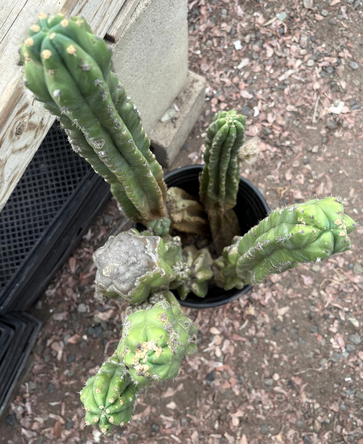 #EC15 EXACT Trichocereus Pachanoi PC Cactus Stand-Cactus - Large - Exact-The Succulent Source