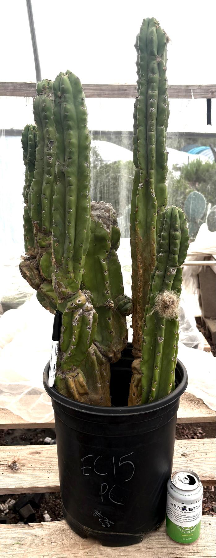 #EC15 EXACT Trichocereus Pachanoi PC Cactus Stand-Cactus - Large - Exact-The Succulent Source