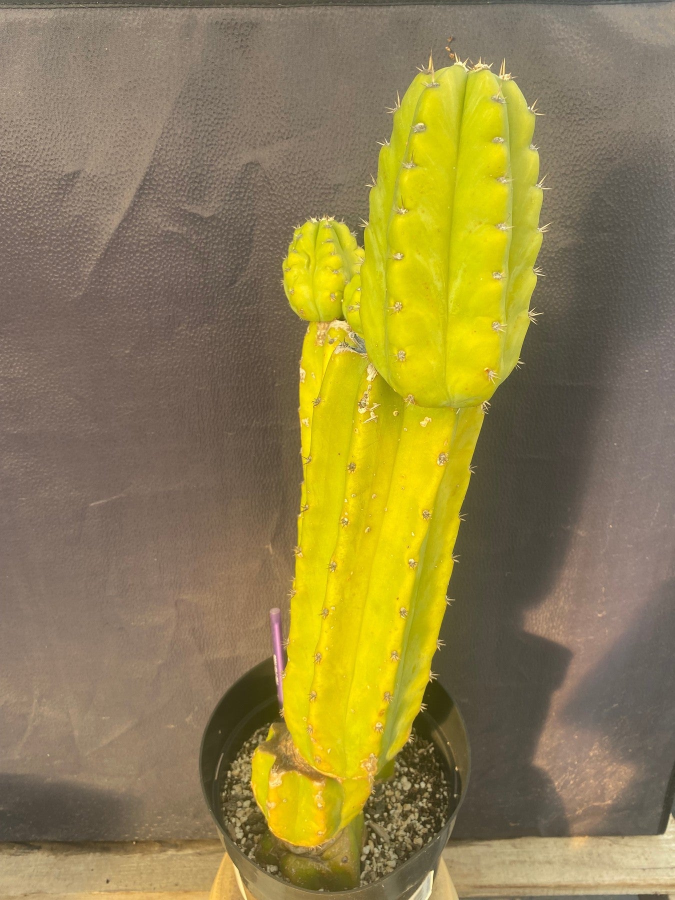 #EC15 EXACT Trichocereus Pachanoi PC Cactus. 19.5”-Cactus - Large - Exact-The Succulent Source