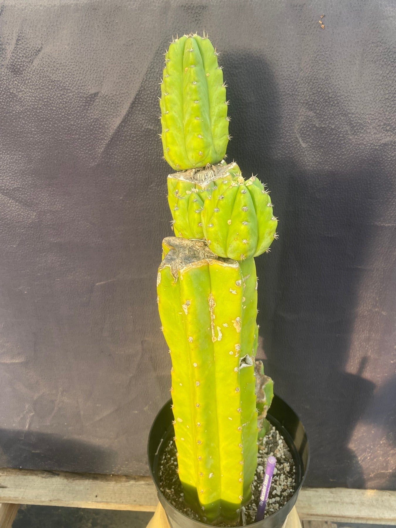 #EC15 EXACT Trichocereus Pachanoi PC Cactus. 19.5”-Cactus - Large - Exact-The Succulent Source