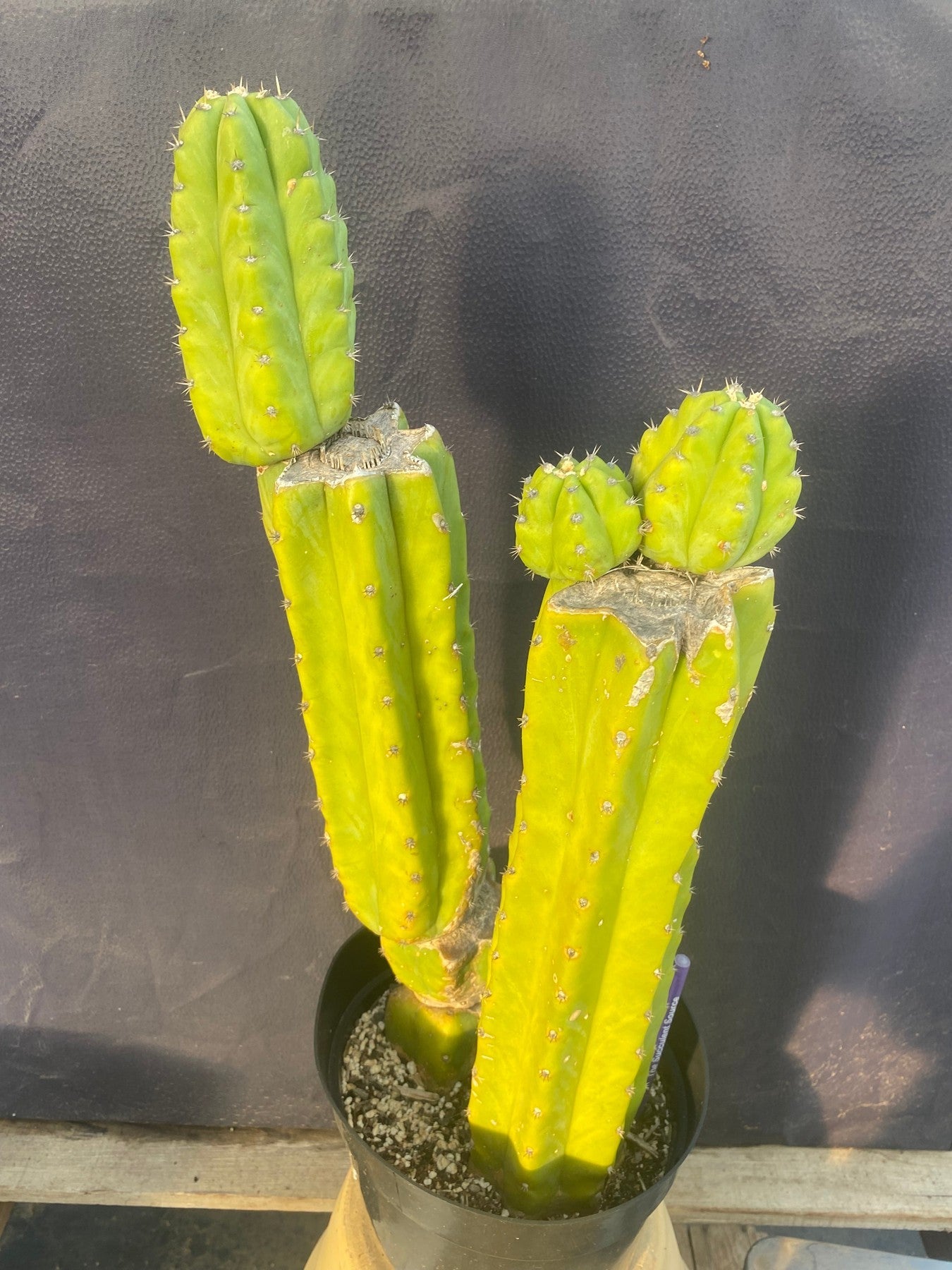 #EC15 EXACT Trichocereus Pachanoi PC Cactus. 19.5”-Cactus - Large - Exact-The Succulent Source