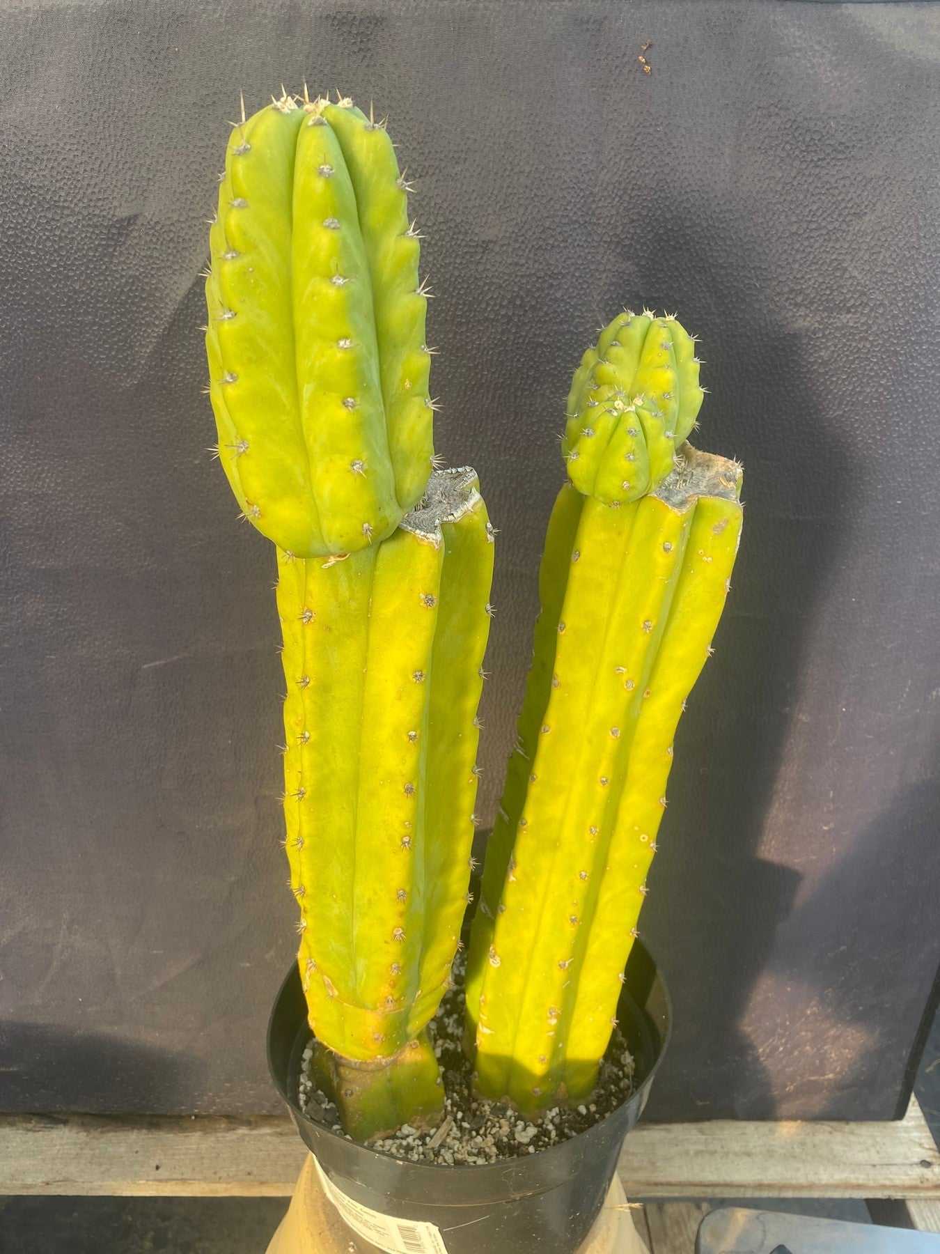 #EC15 EXACT Trichocereus Pachanoi PC Cactus. 19.5”-Cactus - Large - Exact-The Succulent Source