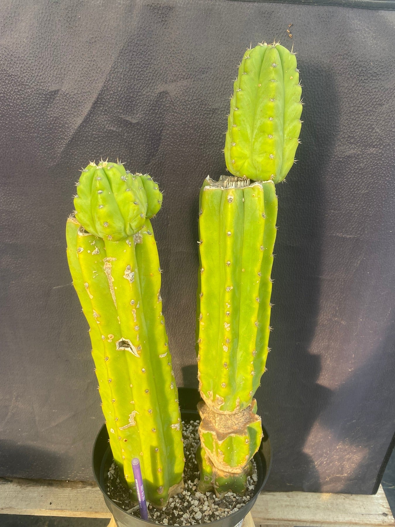 #EC15 EXACT Trichocereus Pachanoi PC Cactus. 19.5”-Cactus - Large - Exact-The Succulent Source