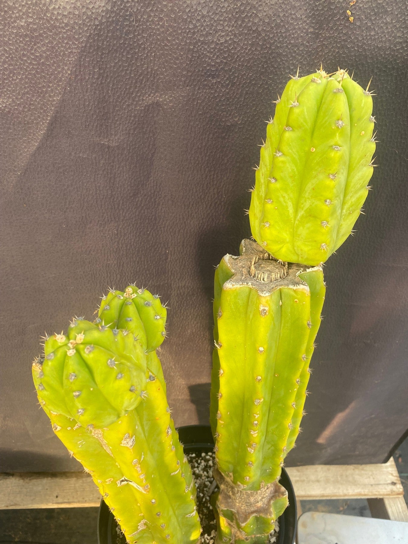 #EC15 EXACT Trichocereus Pachanoi PC Cactus. 19.5”-Cactus - Large - Exact-The Succulent Source