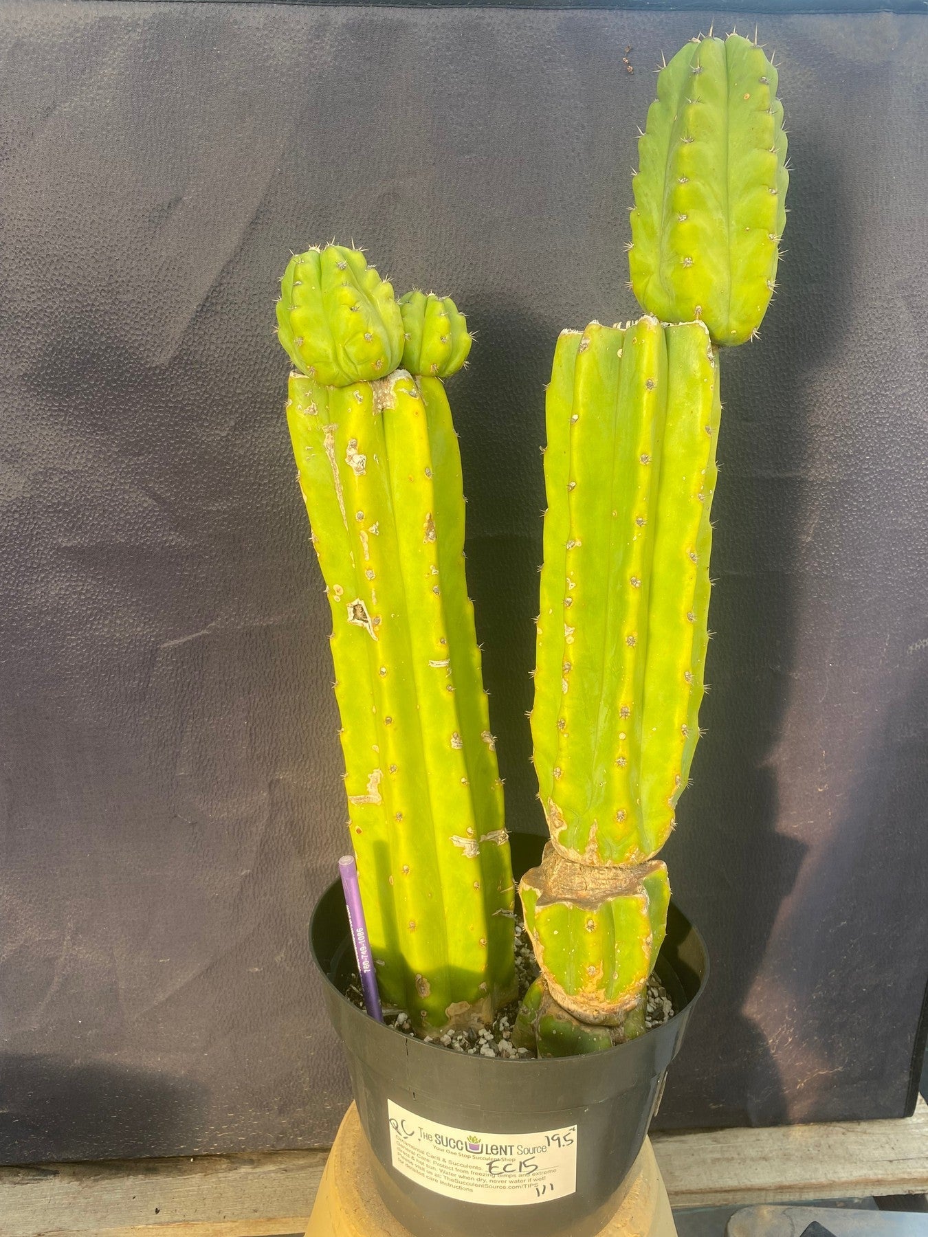 #EC15 EXACT Trichocereus Pachanoi PC Cactus. 19.5”-Cactus - Large - Exact-The Succulent Source