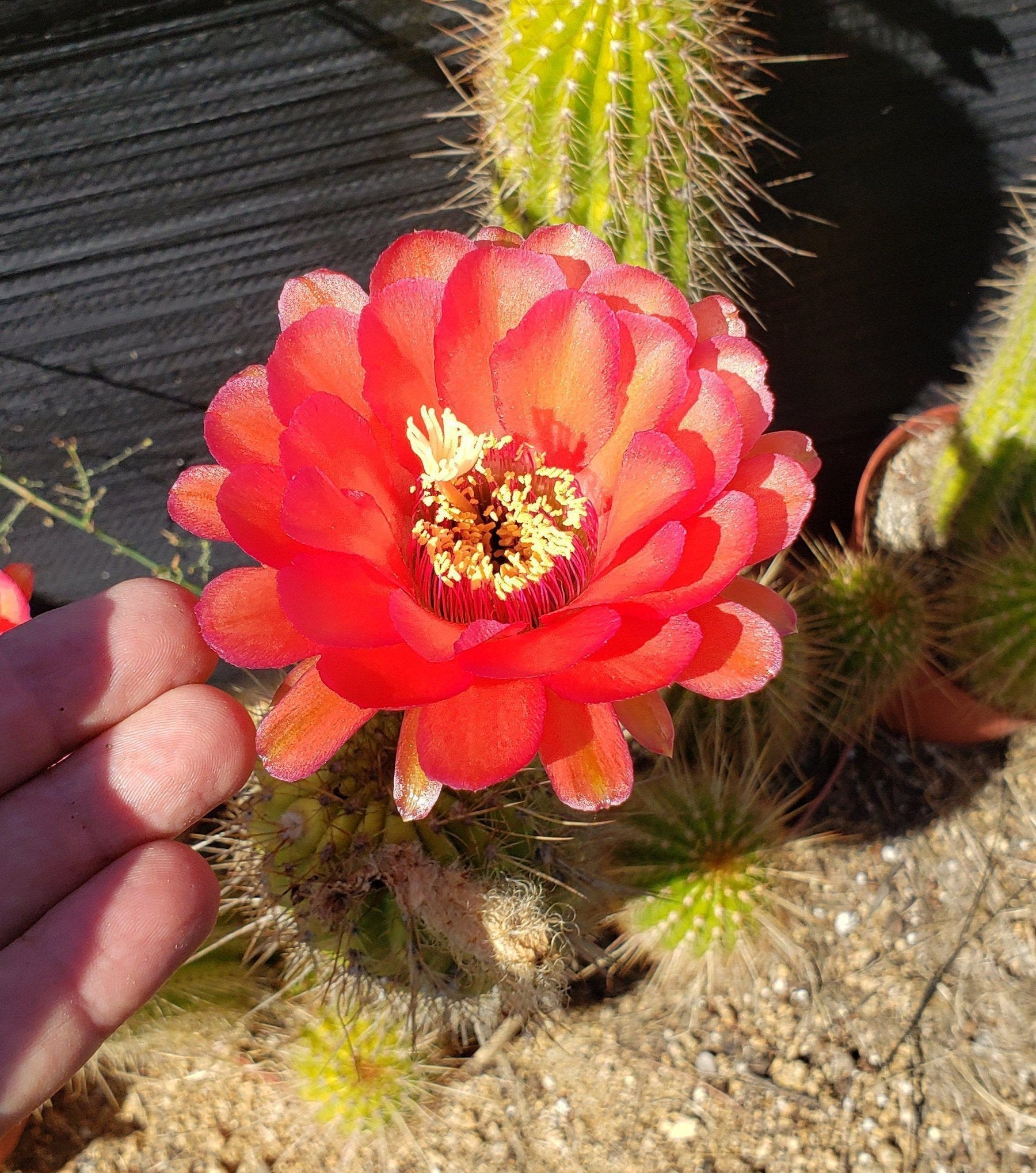 #EC150 EXACT Trichocereus Grandiflorus Western Red Ornamental Cactus Cutting 4-5"-Cactus - Large - Exact-The Succulent Source