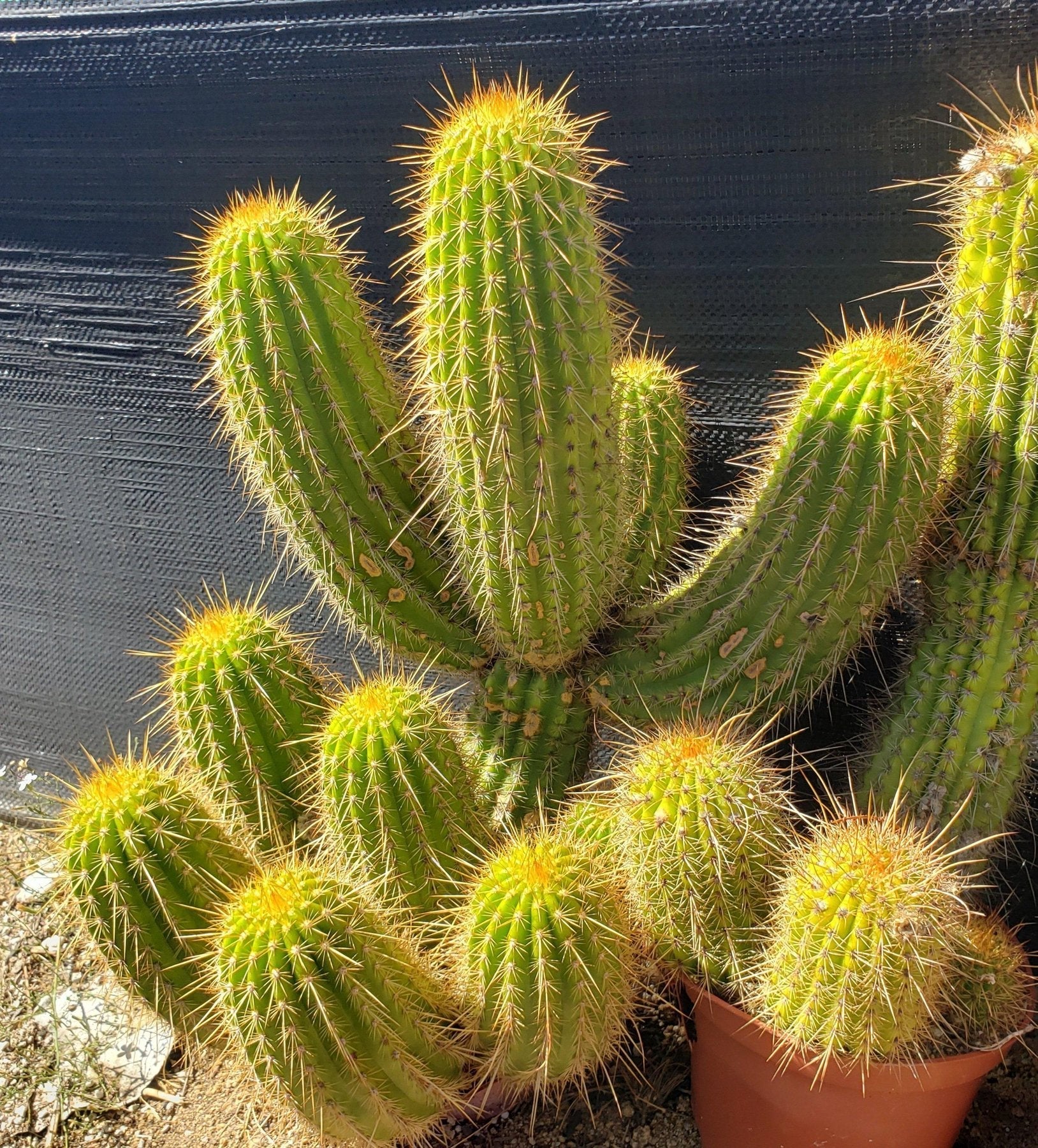 #EC150 EXACT Trichocereus Grandiflorus Western Red Ornamental Cactus Cutting 4-5"-Cactus - Large - Exact-The Succulent Source