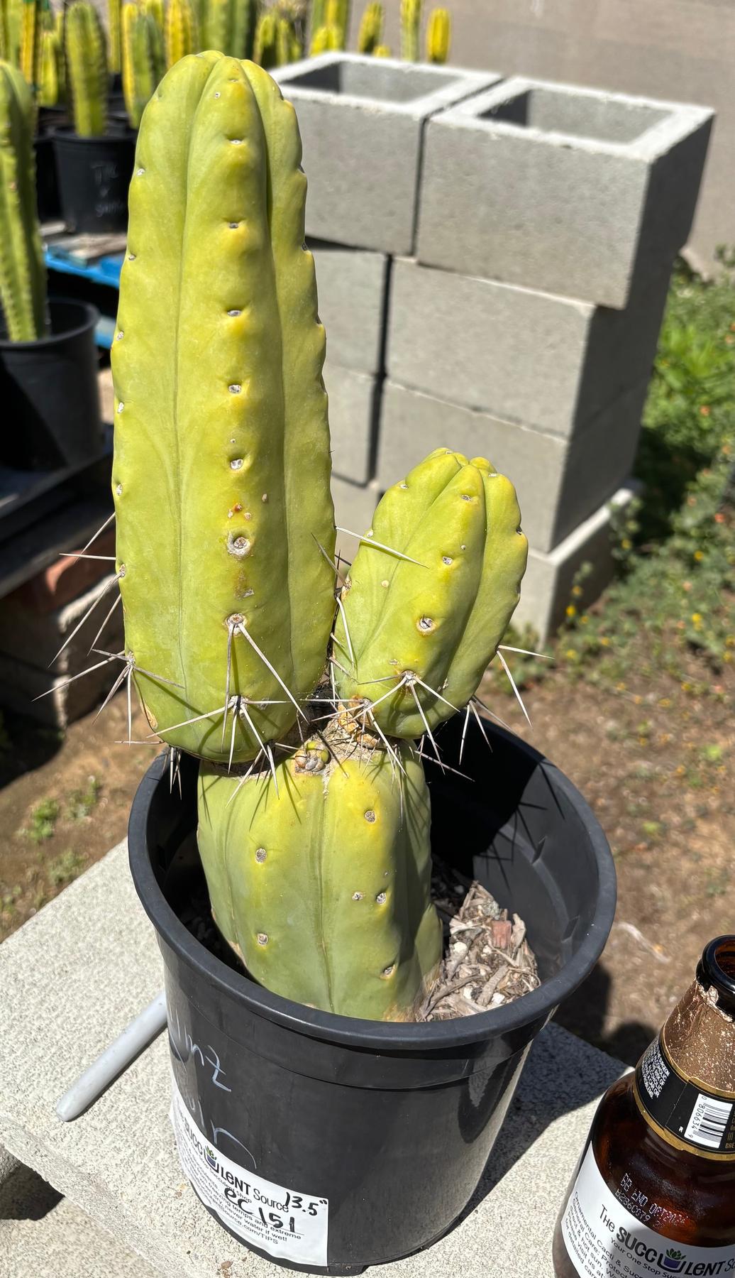 #EC151 EXACT Trichocereus Bridgesii Twin Spine Ornamental Cactus 13.5-Cactus - Large - Exact-The Succulent Source