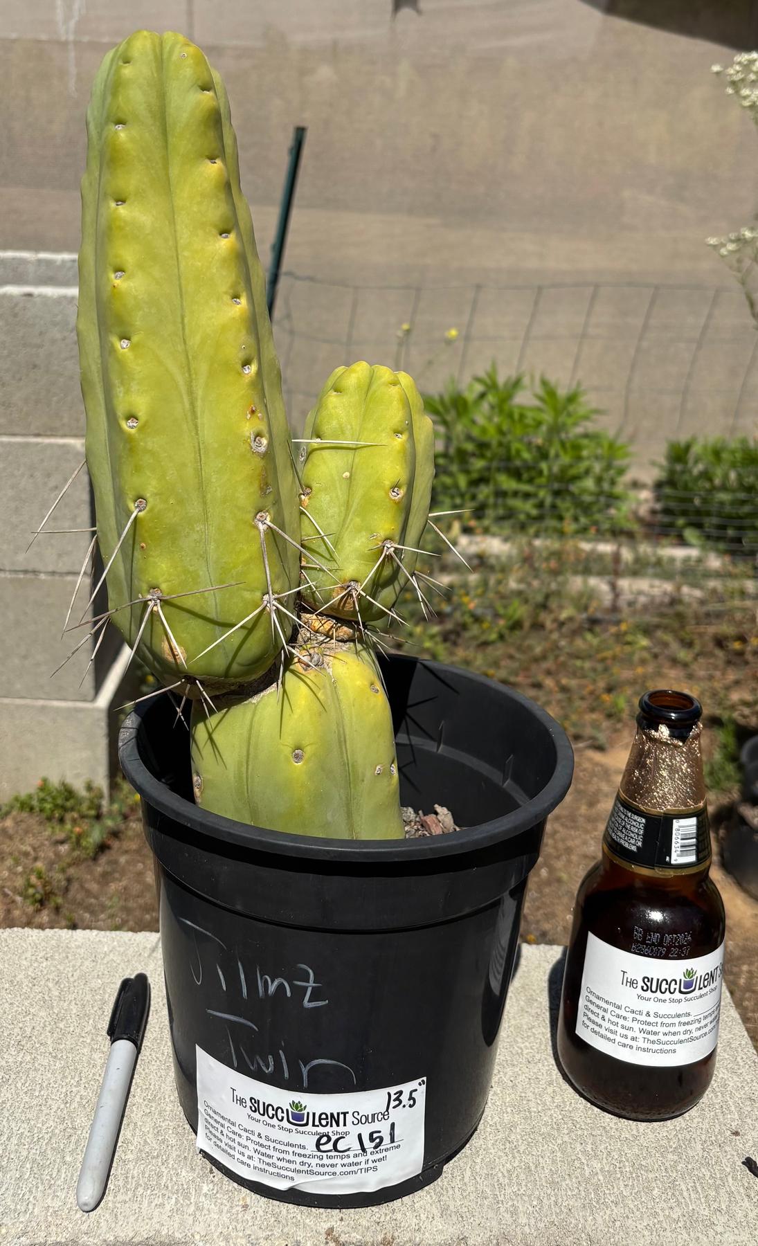 #EC151 EXACT Trichocereus Bridgesii Twin Spine Ornamental Cactus 13.5-Cactus - Large - Exact-The Succulent Source
