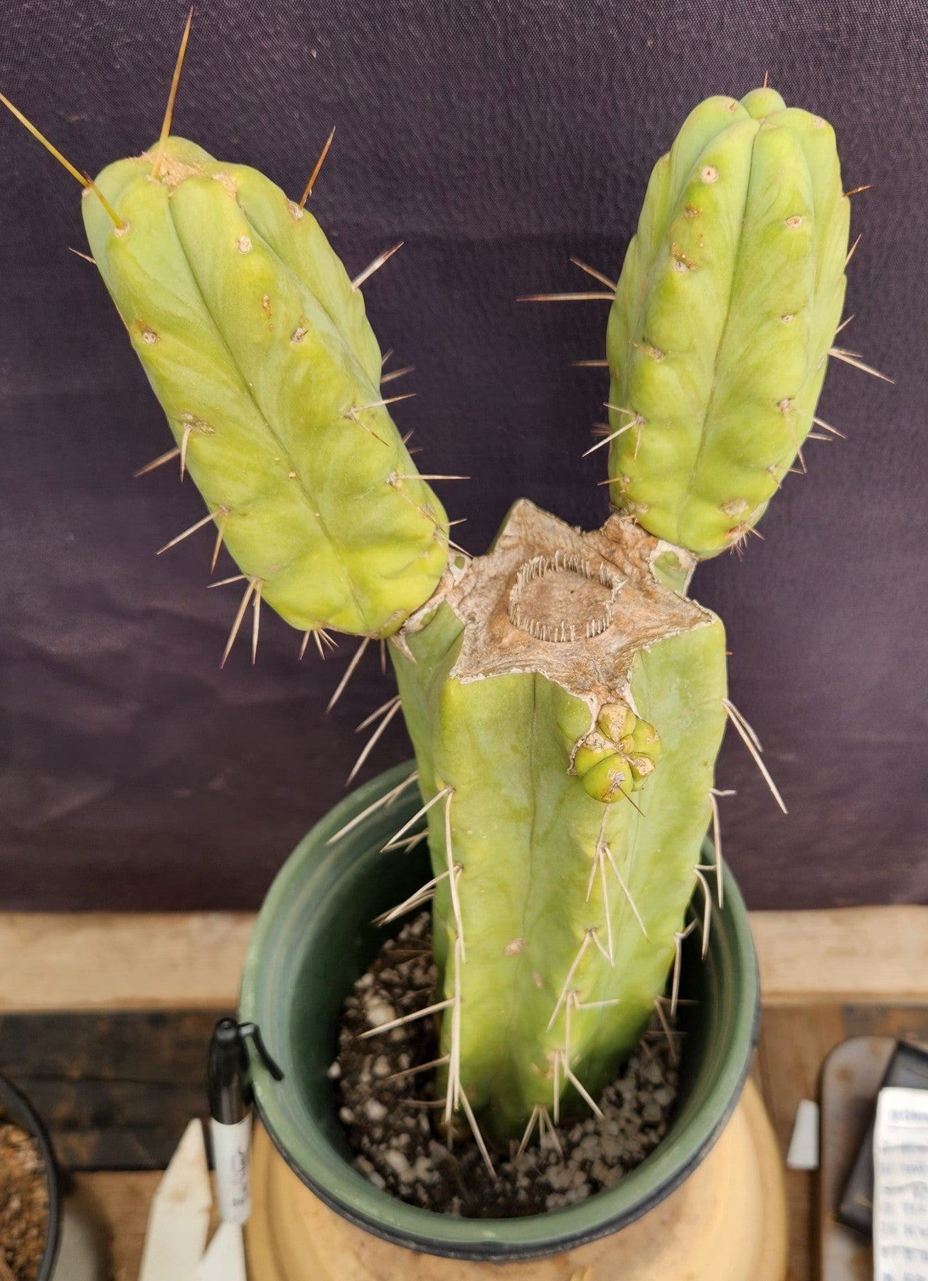 #EC151 EXACT Trichocereus Bridgesii Twin Spine Ornamental Cactus 14”-Cactus - Large - Exact-The Succulent Source