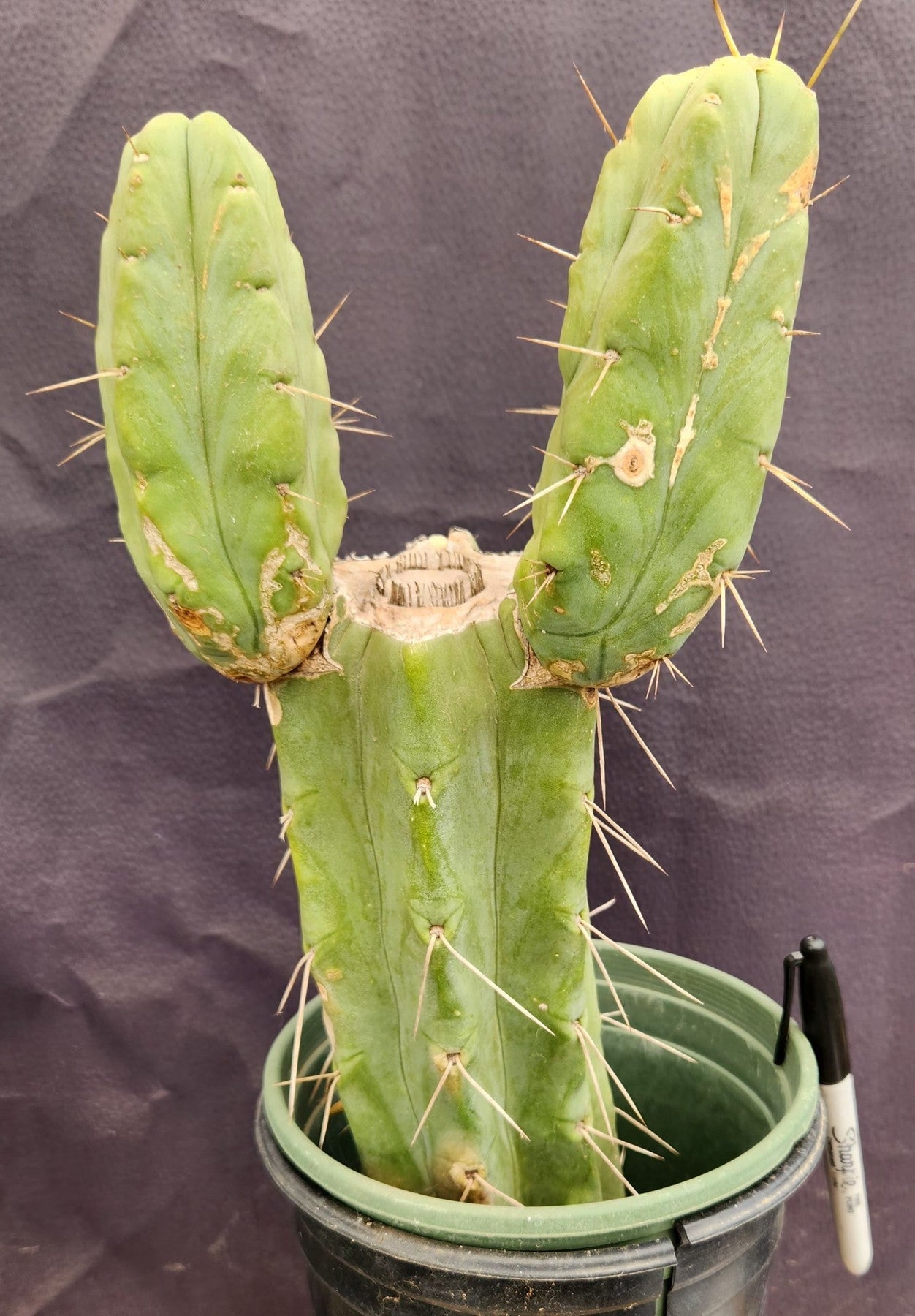 #EC151 EXACT Trichocereus Bridgesii Twin Spine Ornamental Cactus 14”-Cactus - Large - Exact-The Succulent Source