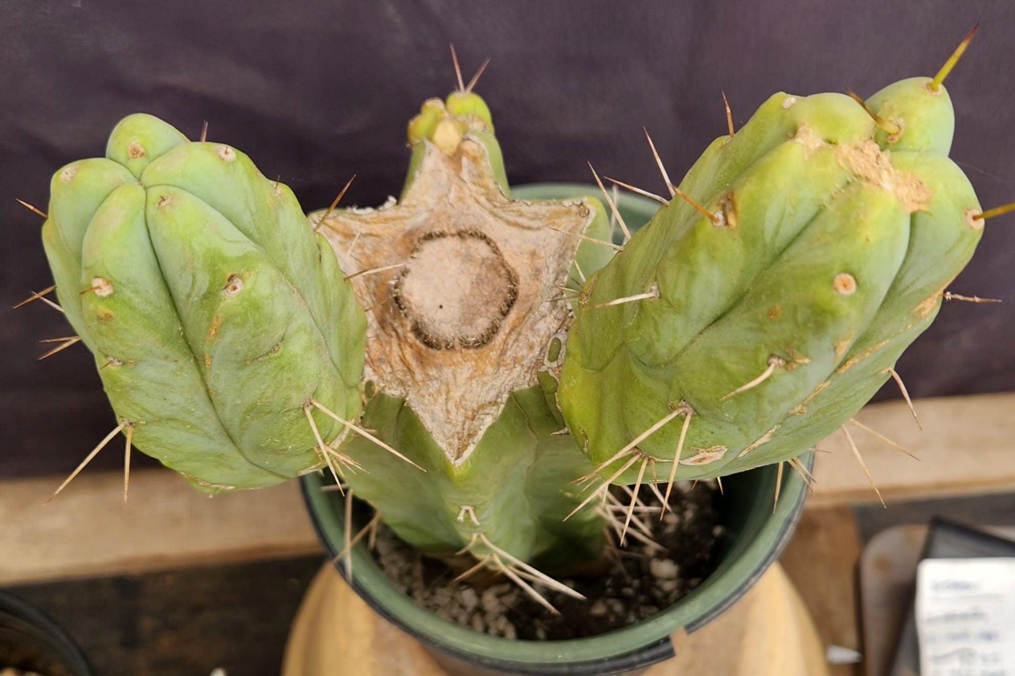 #EC151 EXACT Trichocereus Bridgesii Twin Spine Ornamental Cactus 14”-Cactus - Large - Exact-The Succulent Source