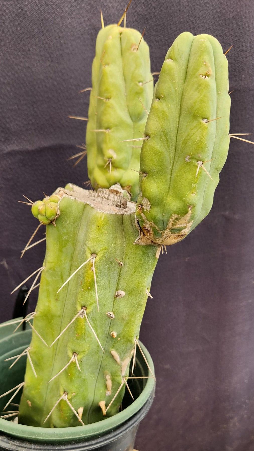 #EC151 EXACT Trichocereus Bridgesii Twin Spine Ornamental Cactus 14”-Cactus - Large - Exact-The Succulent Source