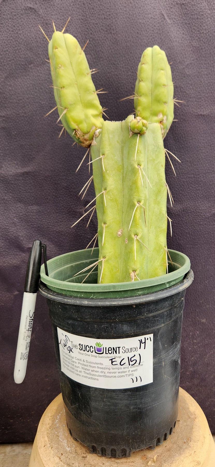 #EC151 EXACT Trichocereus Bridgesii Twin Spine Ornamental Cactus 14”-Cactus - Large - Exact-The Succulent Source