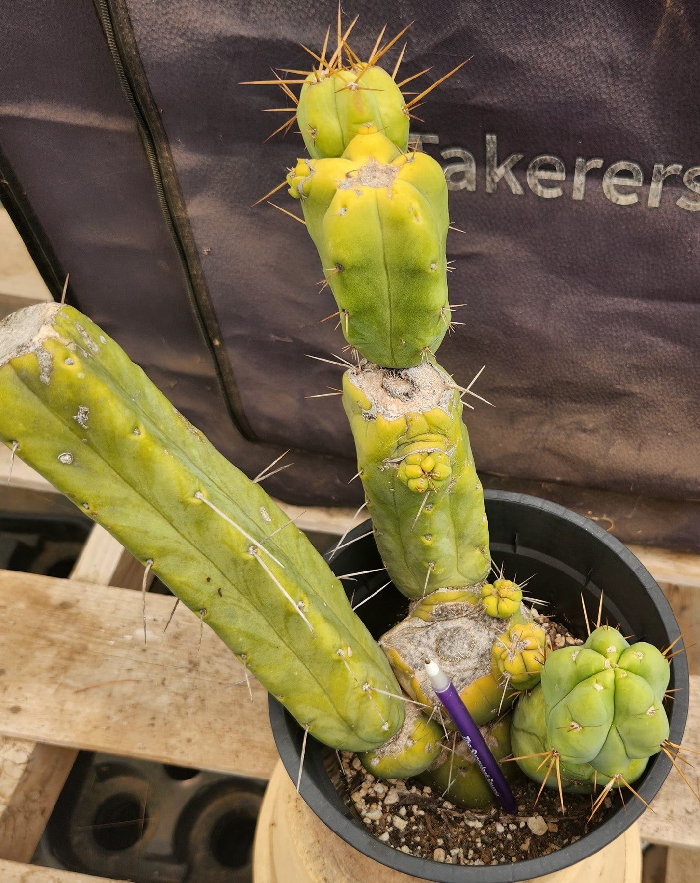 #EC151 EXACT Trichocereus Bridgesii Twin Spine Ornamental Cactus 14”-Cactus - Large - Exact-The Succulent Source