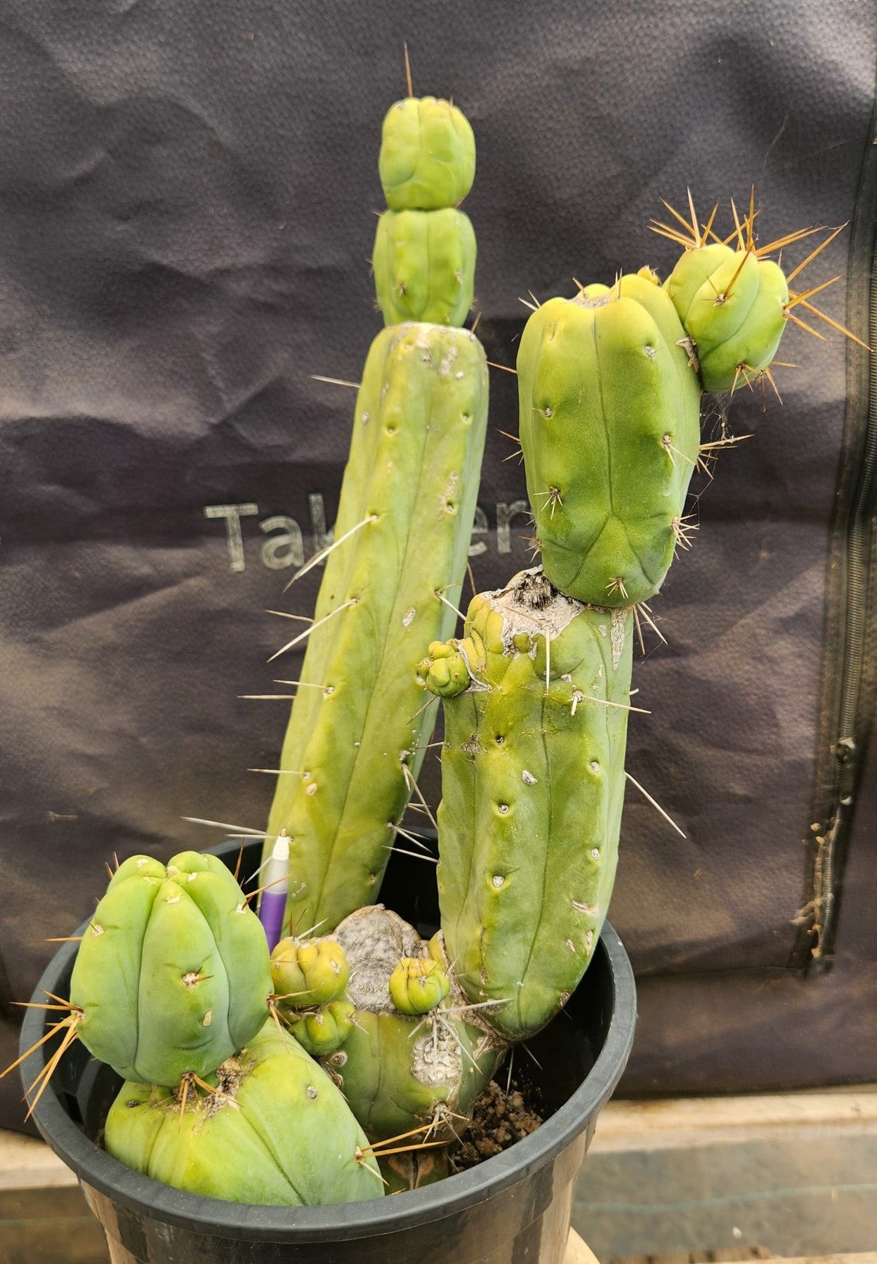 #EC151 EXACT Trichocereus Bridgesii Twin Spine Ornamental Cactus 14”-Cactus - Large - Exact-The Succulent Source