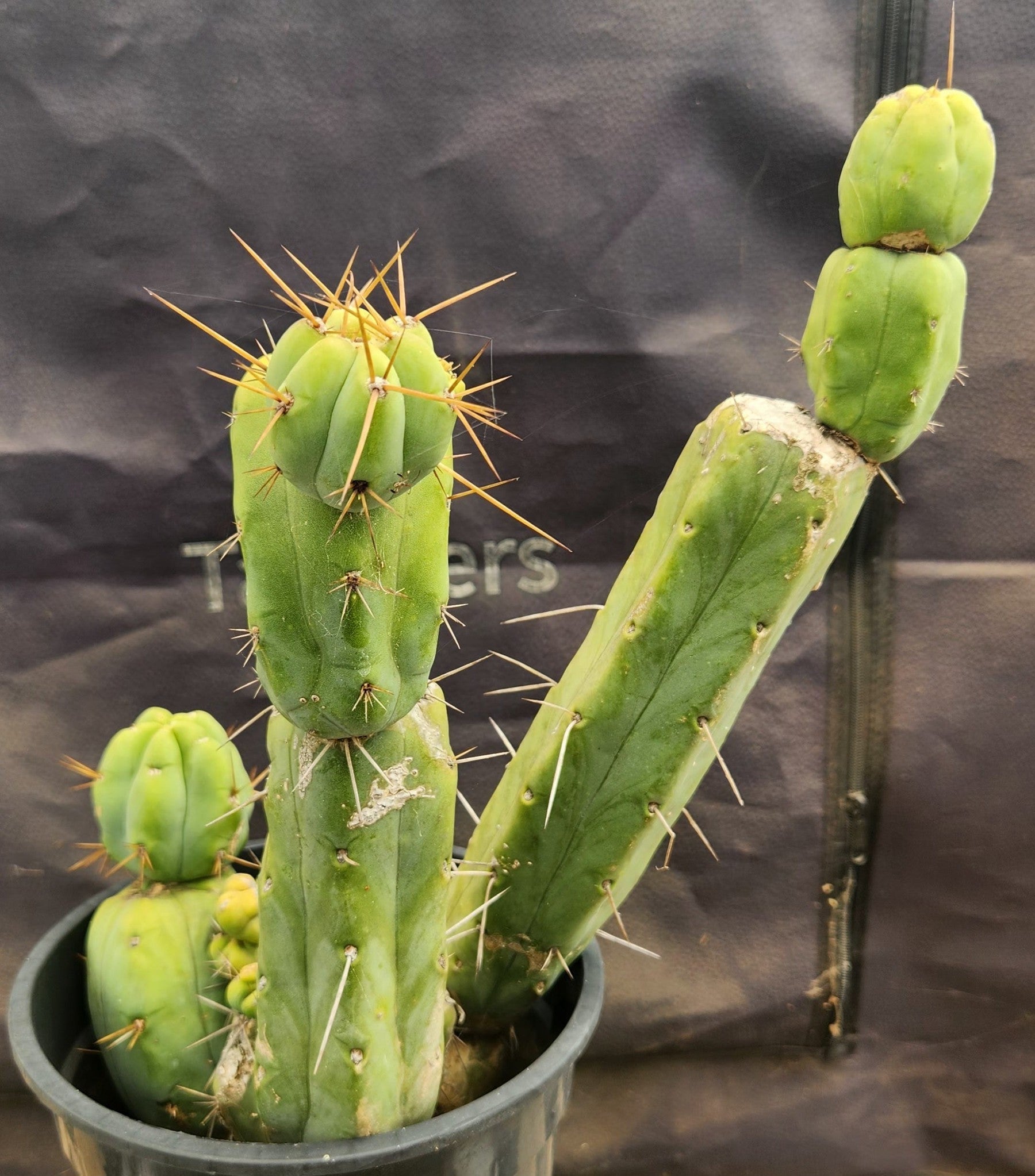 #EC151 EXACT Trichocereus Bridgesii Twin Spine Ornamental Cactus 14”-Cactus - Large - Exact-The Succulent Source