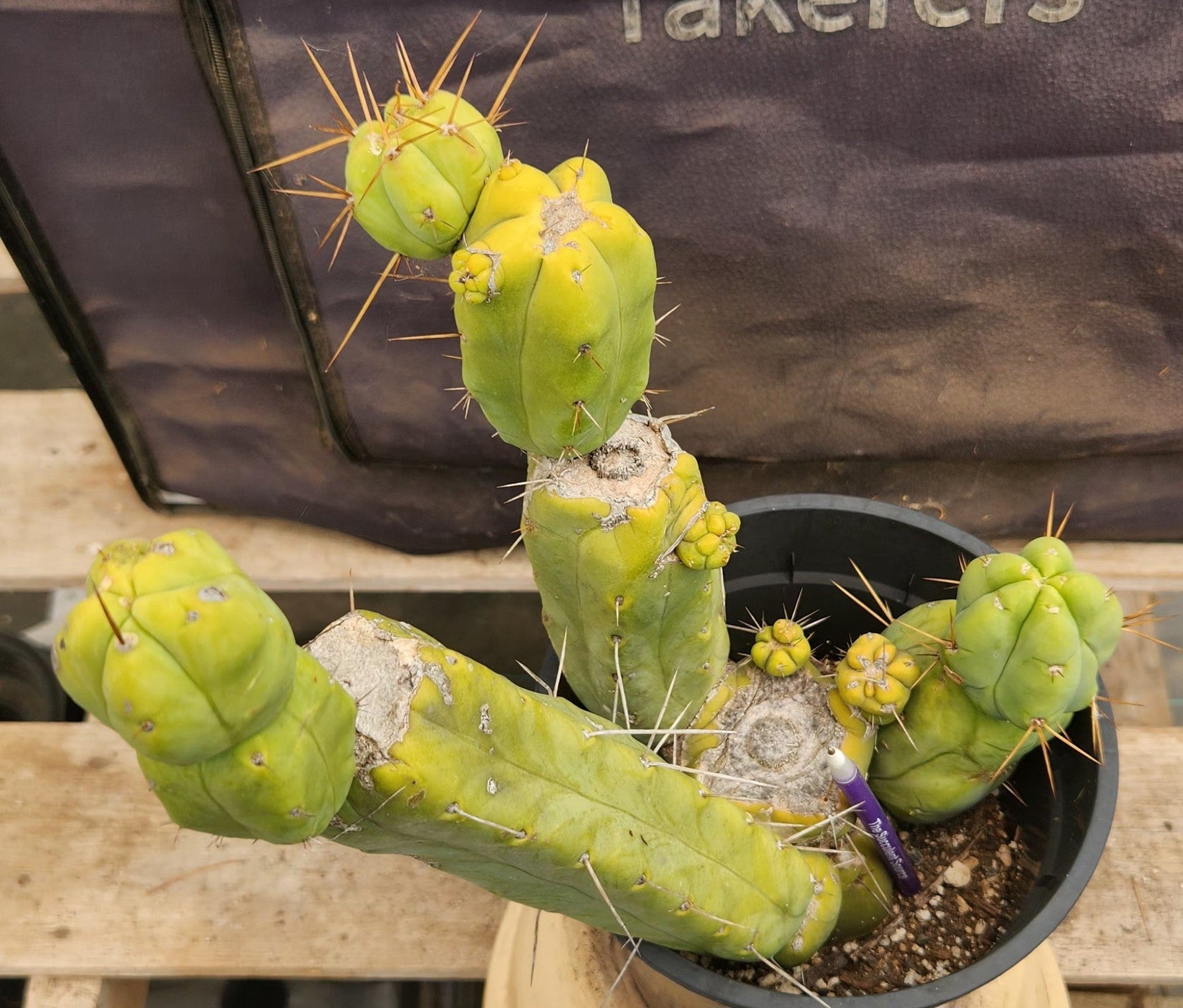 #EC151 EXACT Trichocereus Bridgesii Twin Spine Ornamental Cactus 14”-Cactus - Large - Exact-The Succulent Source