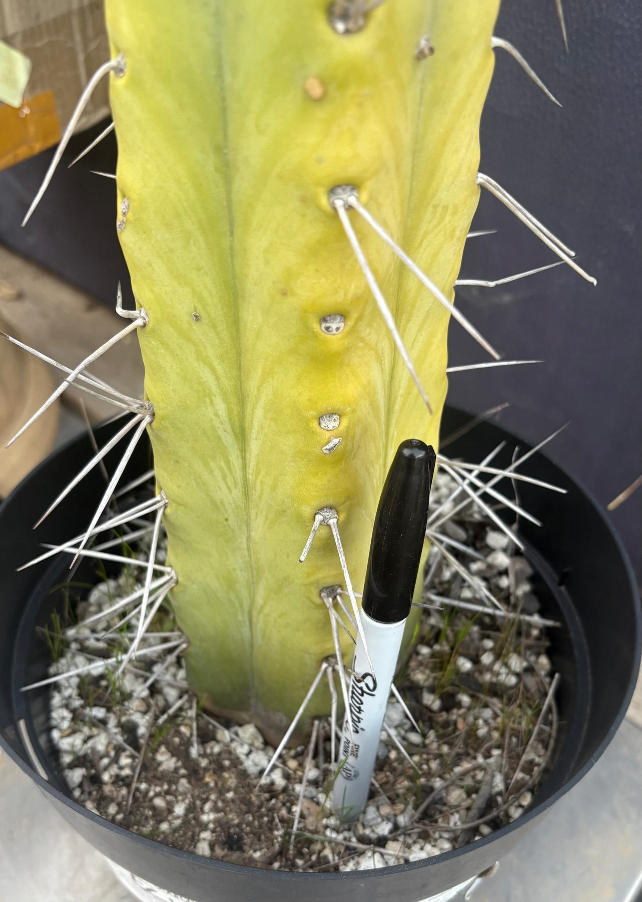 #EC151 EXACT Trichocereus Bridgesii Twin Spine Ornamental Cactus 14.5”-Cactus - Large - Exact-The Succulent Source