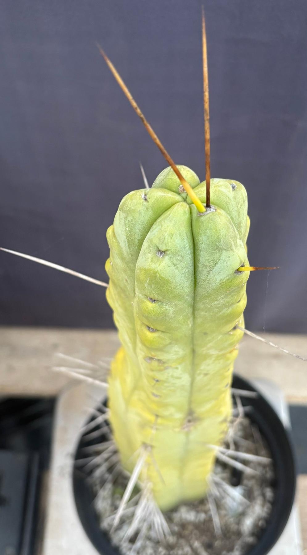 #EC151 EXACT Trichocereus Bridgesii Twin Spine Ornamental Cactus 14.5”-Cactus - Large - Exact-The Succulent Source