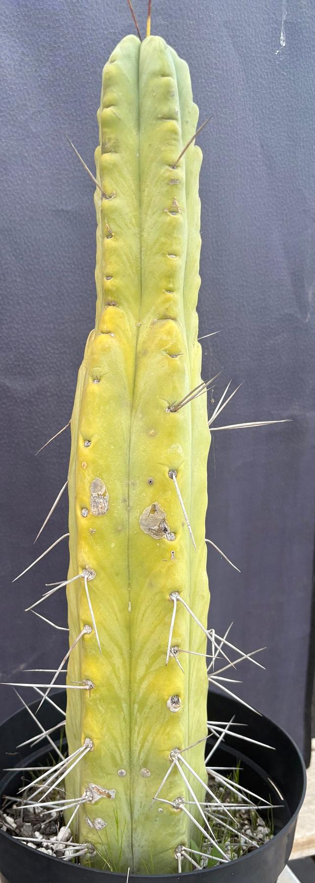 #EC151 EXACT Trichocereus Bridgesii Twin Spine Ornamental Cactus 14.5”-Cactus - Large - Exact-The Succulent Source