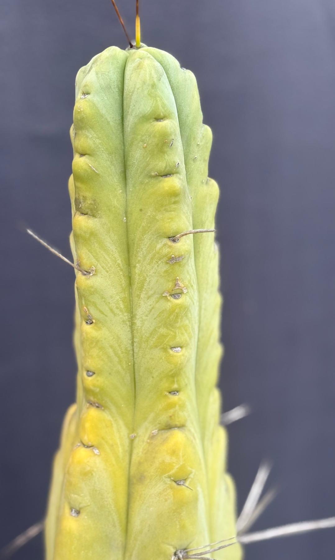 #EC151 EXACT Trichocereus Bridgesii Twin Spine Ornamental Cactus 14.5”-Cactus - Large - Exact-The Succulent Source