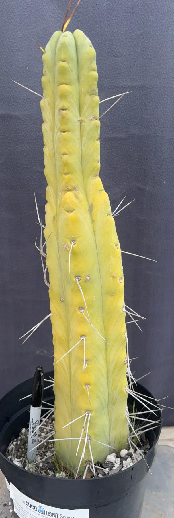 #EC151 EXACT Trichocereus Bridgesii Twin Spine Ornamental Cactus 14.5”-Cactus - Large - Exact-The Succulent Source