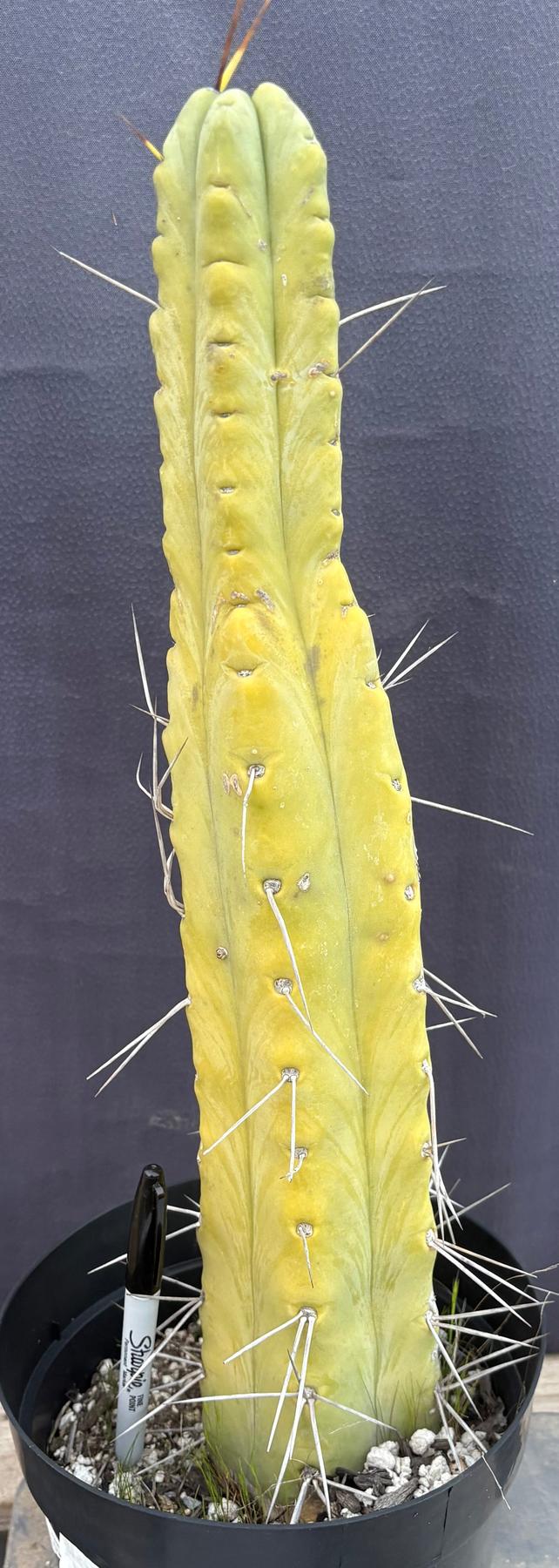 #EC151 EXACT Trichocereus Bridgesii Twin Spine Ornamental Cactus 14.5”-Cactus - Large - Exact-The Succulent Source