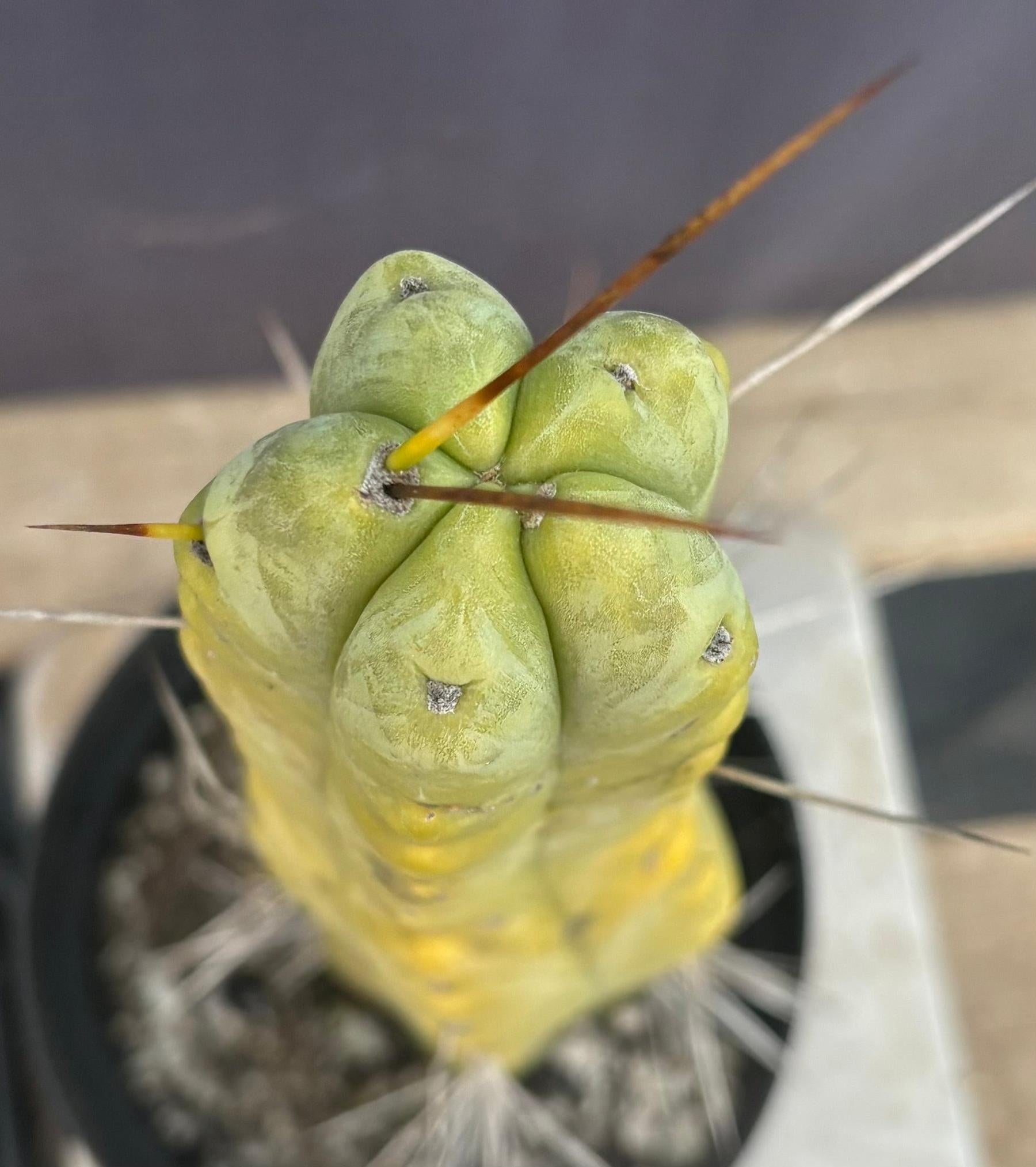 #EC151 EXACT Trichocereus Bridgesii Twin Spine Ornamental Cactus 14.5”-Cactus - Large - Exact-The Succulent Source